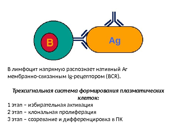 Ag В лимфоцит напрямую распознает нативный Аг мембранно-связанным Ig -рецептором (BCR). Трехсигнальная система формирования
