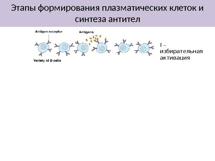 Этапы формирования плазматических клеток и синтеза антител I – избирательная активация 