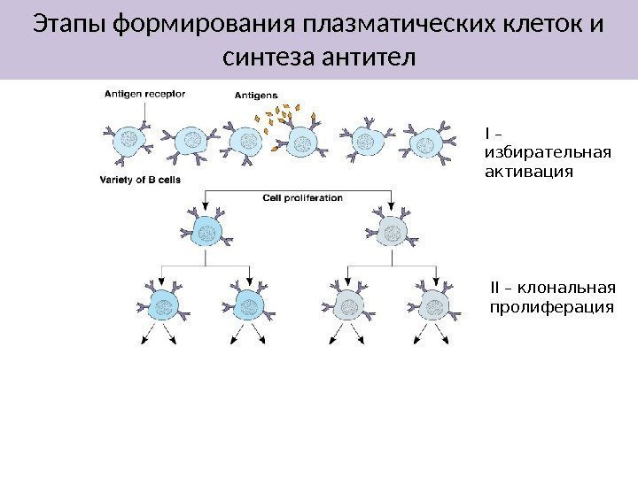 Этапы формирования плазматических клеток и синтеза антител II – клональная пролиферация I – избирательная