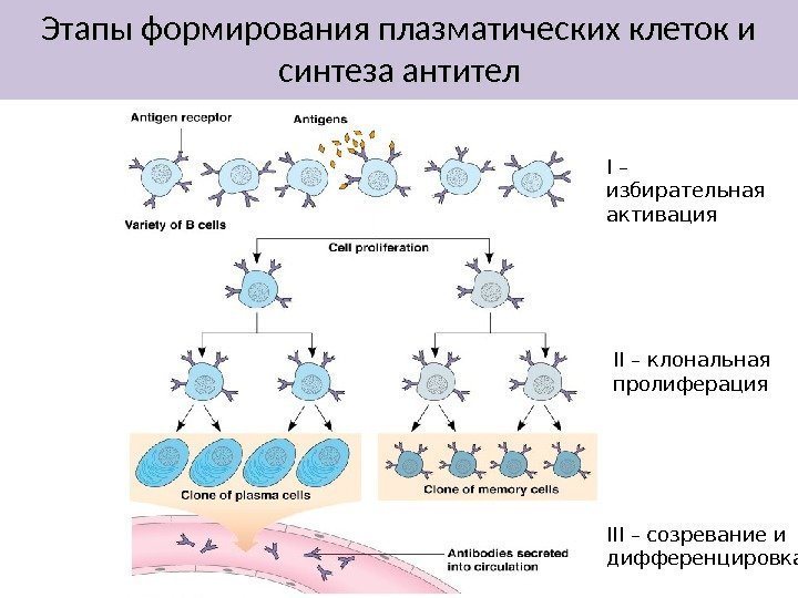 Этапы формирования плазматических клеток и синтеза антител III – созревание и дифференцировка. I –