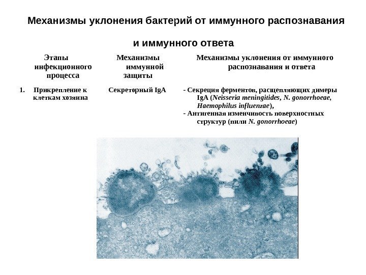 Механизмы уклонения бактерий от иммунного распознавания и иммунного ответа  Этапы инфекционного процесса Механизмы