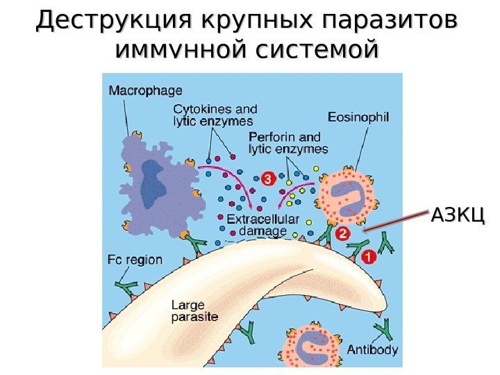 Деструкция крупных паразитов иммунной системой АЗКЦ 