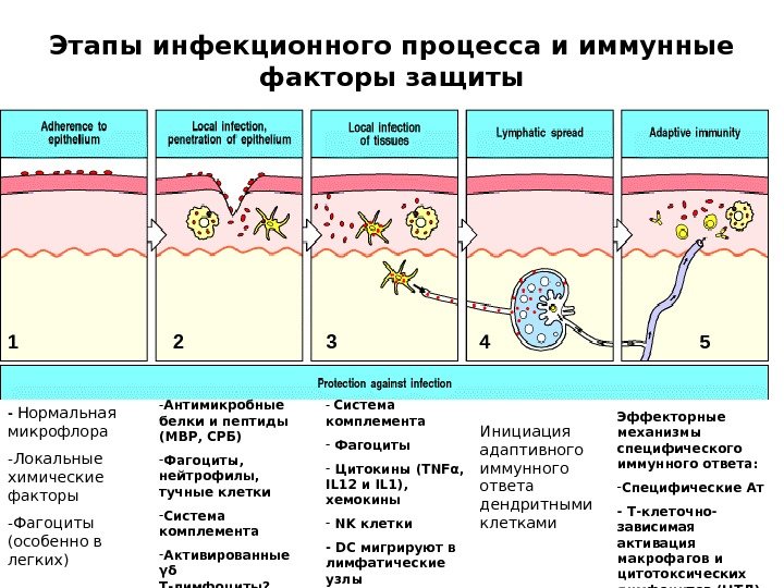 Этапы инфекционного процесса и иммунные факторы защиты - Нормальная микрофлора - Локальные химические факторы