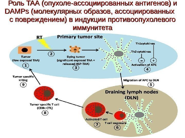 Роль TAA (опухоле-ассоциированных антигенов) и DAMPs (молекулярных образов, ассоциированных с повреждением) в индукции противоопухолевого
