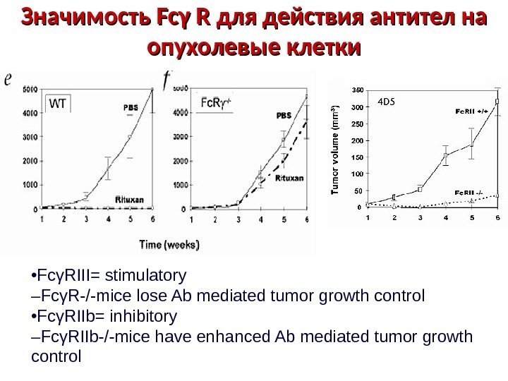 Значимость Fc Fc γγ R R для действия антител на опухолевые клетки • Fc