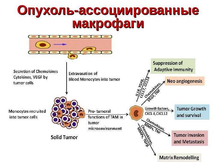 Опухоль-ассоциированные макрофаги 