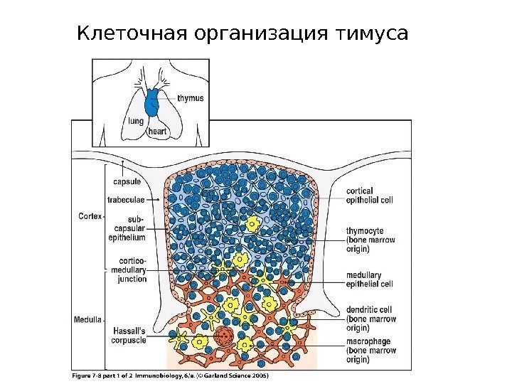 Figure 7 -8 part 1 of 2 Клеточная организация тимуса 