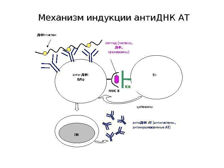 а нти- ДНК- ВЛф ПКДНК+ гистон Th цитокинып ептид (гистона,  ДНК,  нуклеосомы)