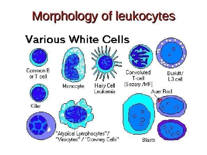 Morphology of leukocytes 