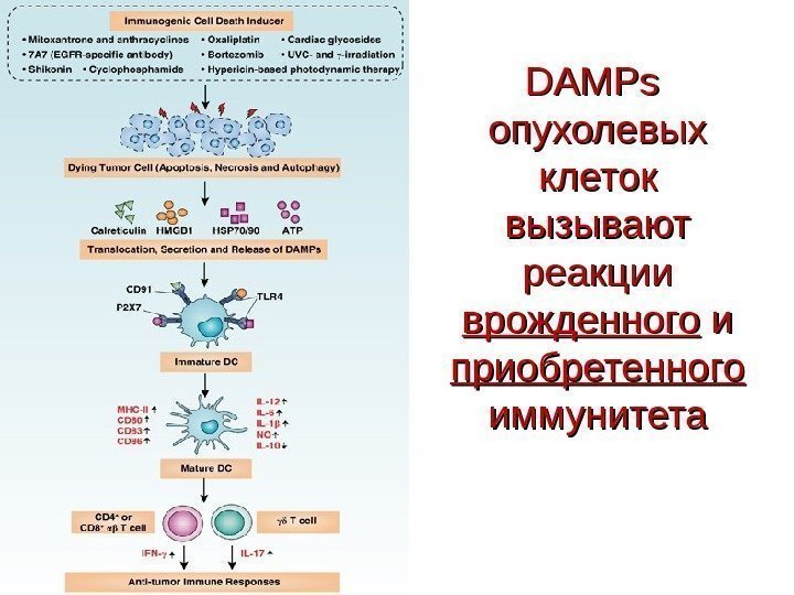 DAMPs опухолевых клеток вызывают реакции врожденного и и приобретенного  иммунитета 