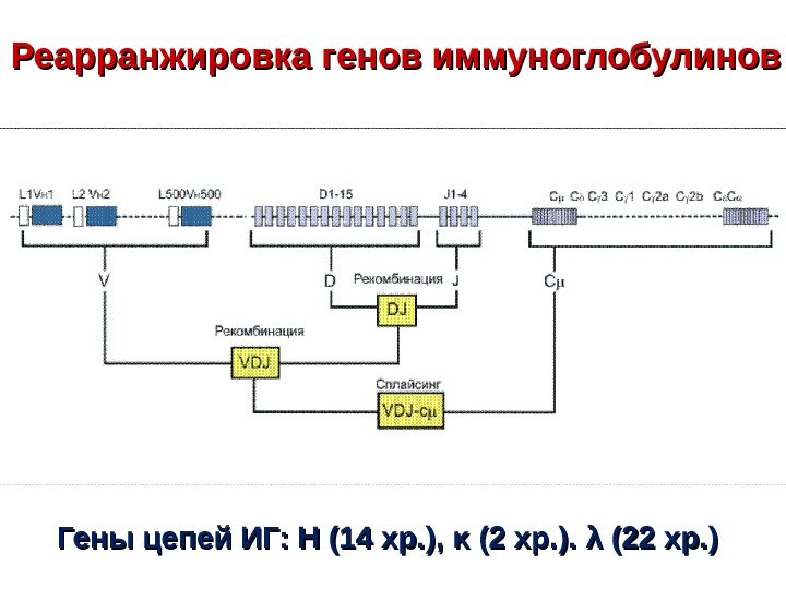 Реарранжировка генов иммуноглобулинов Гены цепей ИГ: Н (14 хр. ),  κκ (2 хр.