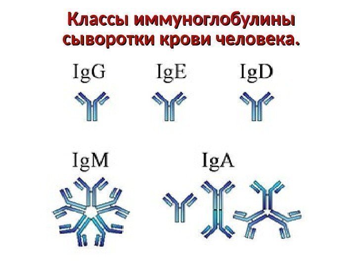 Классы иммуноглобулины сыворотки крови человека. 