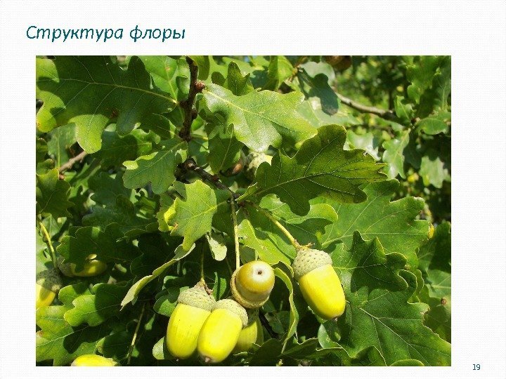 Структура флоры 19 