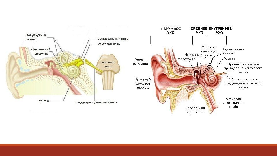 Вестибулярный аппарат расположен в среднем ухе. Слуховой и преддверно улитковый нерв. VIII пара, преддверно-улитковый (слуховой) нерв. Строение уха преддверно-улитковый нерв. Улитковая (слуховая) часть преддверно-улиткового нерва.