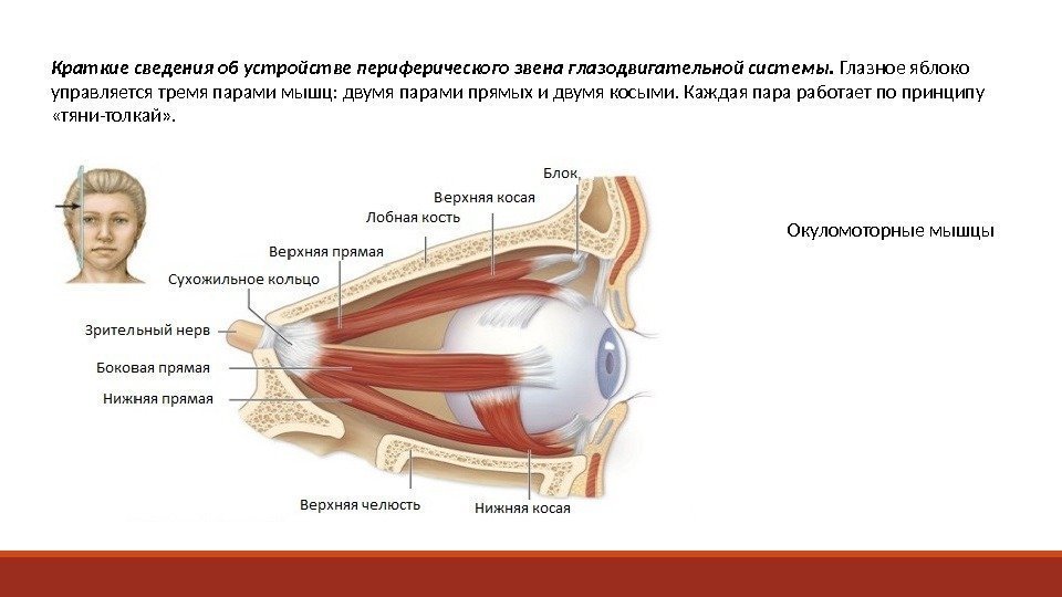 Краткие сведения об устройстве периферического звена глазодвигательной системы.  Глазное яблоко управляется тремя парами