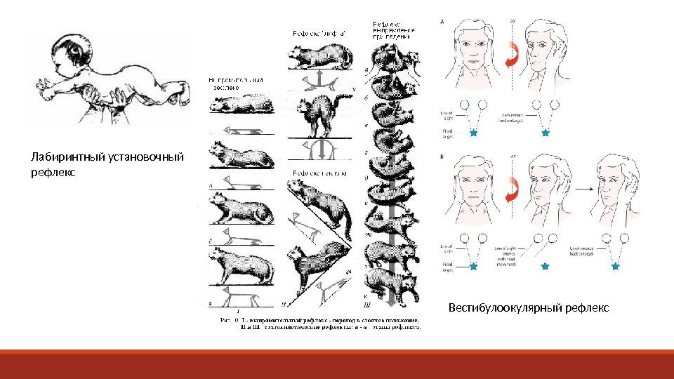 Лабиринтный установочный рефлекс Вестибулоокулярный рефлекс 