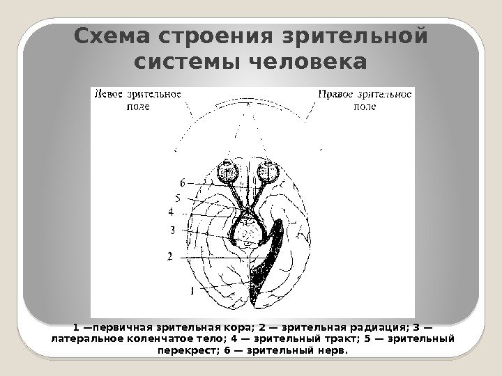 Схема строения зрительной системы человека 1 —первичная зрительная кора; 2 — зрительная радиация; 3
