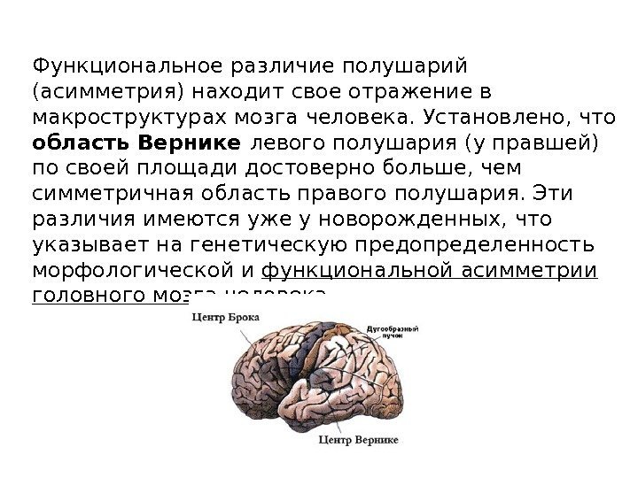 Различие полушарий мозга