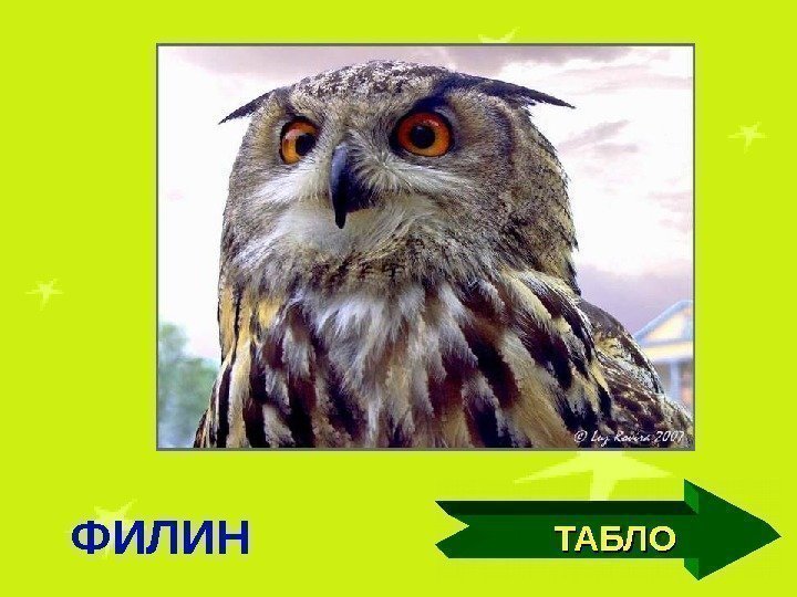 ТАБЛО ФИЛИН 