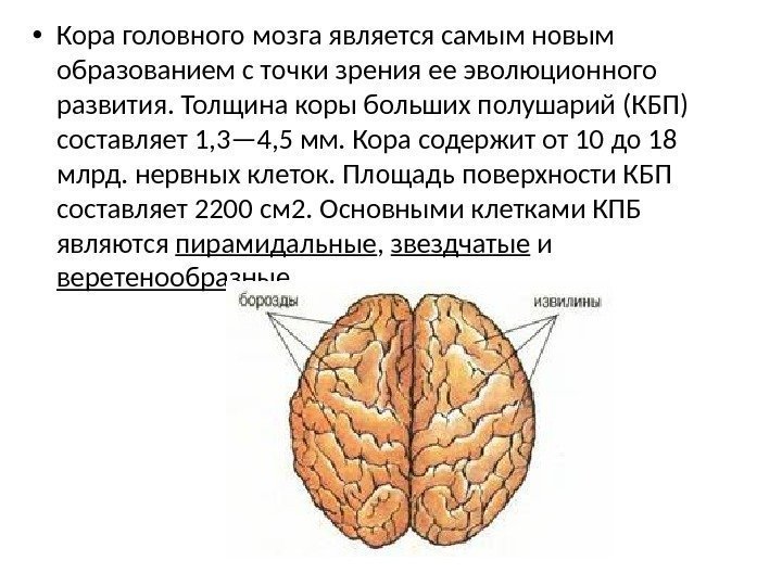  • Кора головного мозга является самым новым образованием с точки зрения ее эволюционного
