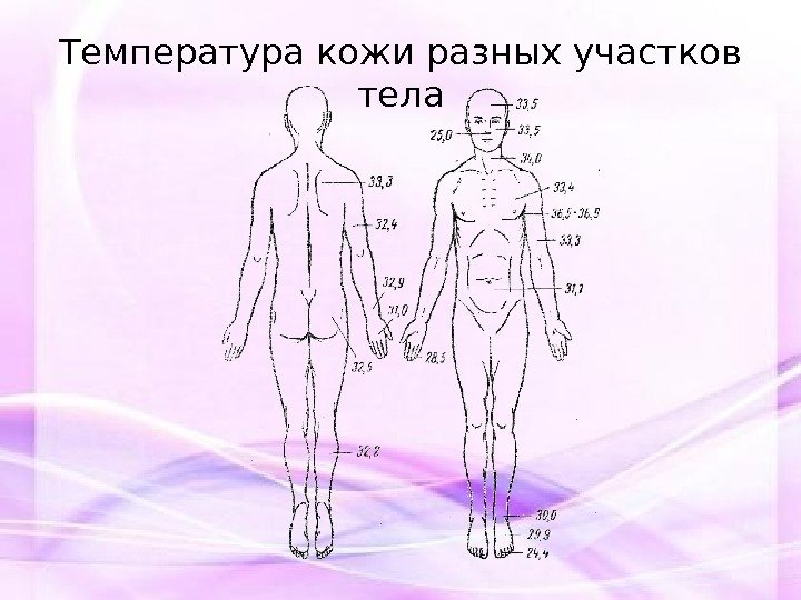 Температура кожи разных участков тела 