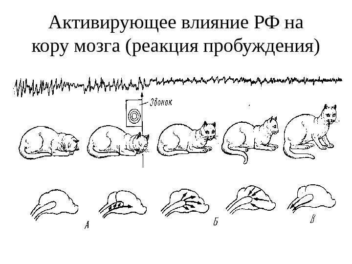 Активирующее влияние РФ на кору мозга (реакция пробуждения) 