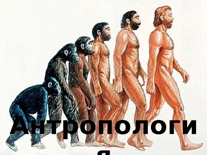 Антропологи я 