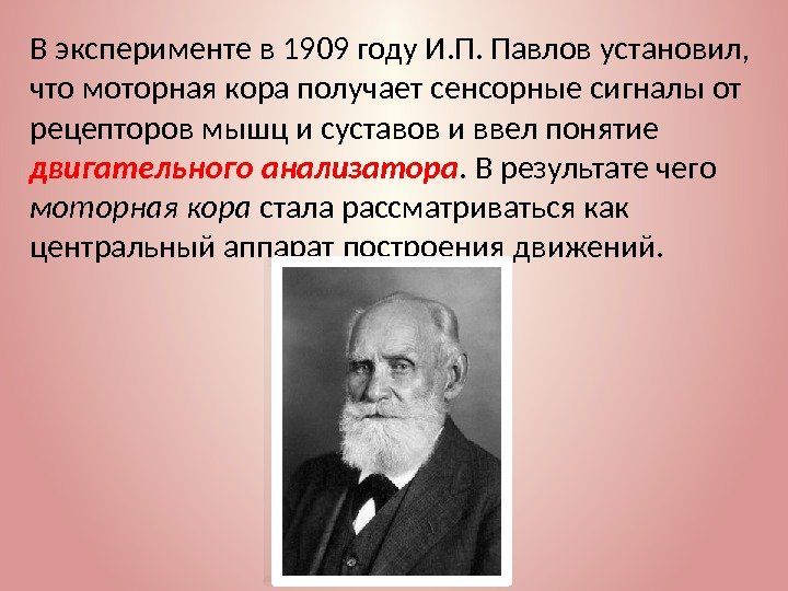 В эксперименте в 1909 году И. П. Павлов установил,  что моторная кора получает