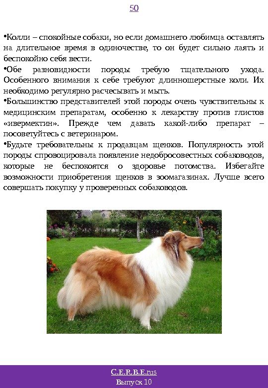 C. E. R. B. E. rus Выпуск 10 50 • Колли – спокойные собаки,