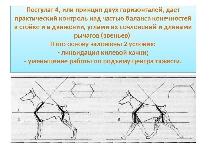 Схема описания собаки по экстерьеру