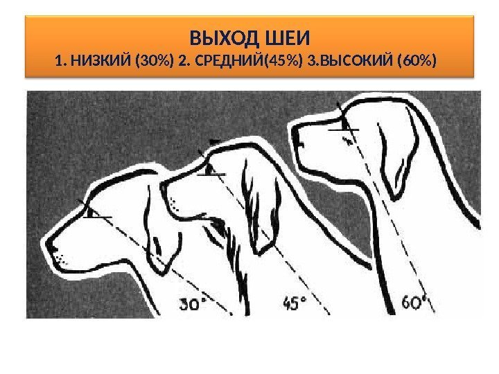 ВЫХОД ШЕИ 1. НИЗКИЙ (30) 2. СРЕДНИЙ(45) 3. ВЫСОКИЙ (60)  