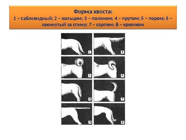 Форма хвоста: 1 – саблевидный; 2 – кольцом; 3 – поленом; 4 – прутом;