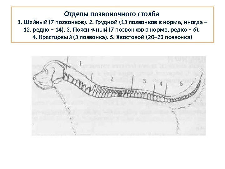 Позвоночный столб собаки. Отделы позвоночника собаки. Собаки позвоночник количество позвонков. Отделы позвоночника тигра.