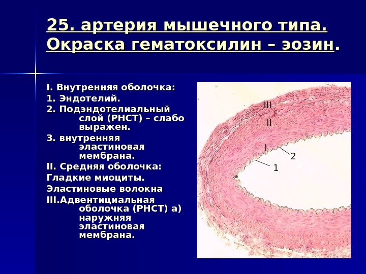 25. артерия мышечного типа.  Окраска гематоксилин – эозин. . II. Внутренняя оболочка: 1.