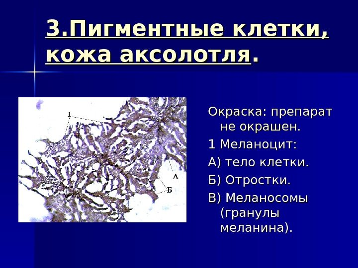 3. Пигментные клетки,  кожа аксолотля. . Окраска: препарат не окрашен. 1 Меланоцит: 