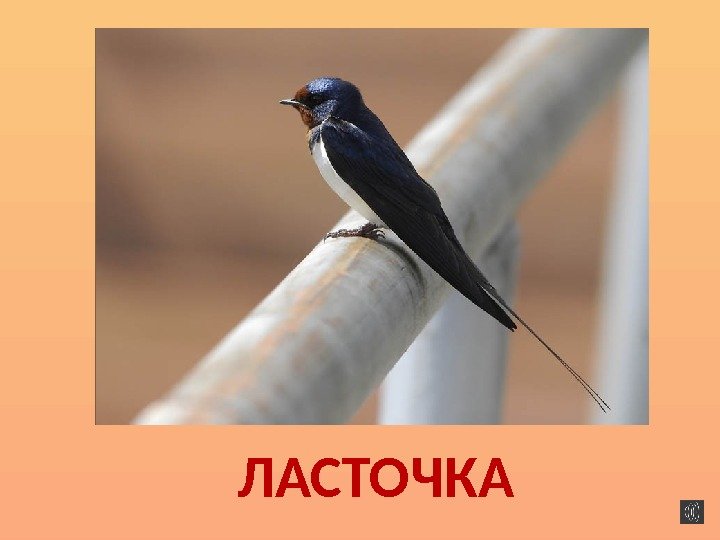 ЛАСТОЧКА 