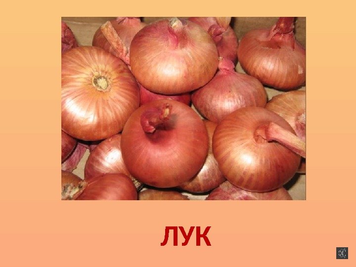 ЛУК 