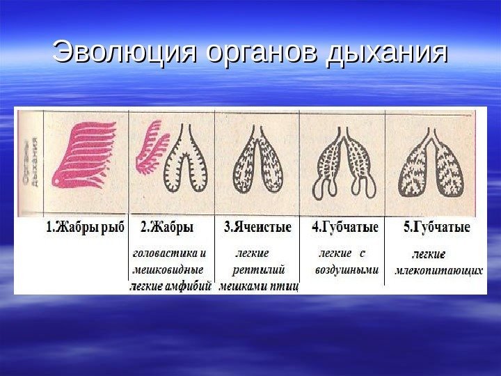 Эволюция органов дыхания 