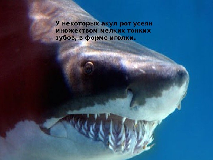 У некоторых акул рот усеян множеством мелких тонких зубов, в форме иголки. 