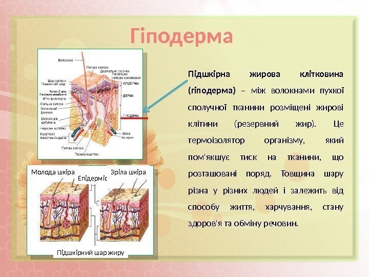 Гіподерма Підшкірна жирова клітковина (гіподерма) – між волокнами пухкої сполучної тканини розміщені жирові клітини