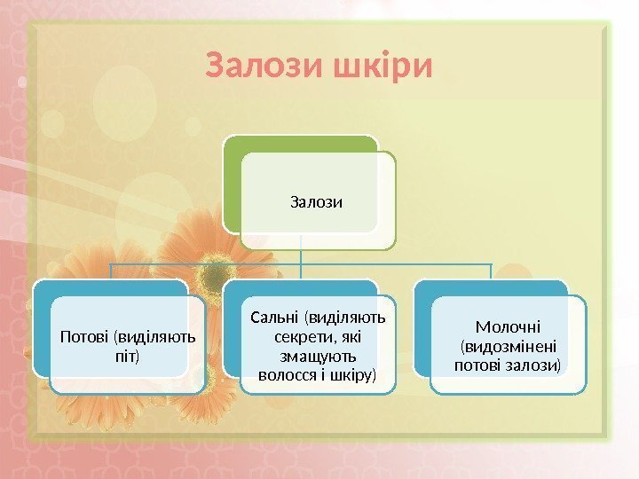 Залози Потові (виділяють піт) Сальні (виділяють секрети, які змащують волосся і шкіру) Молочні (видозмінені