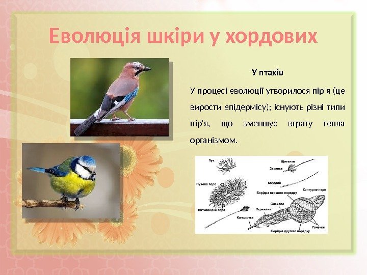 Еволюція шкіри у хордових У птахів У процесі еволюції утворилося пір'я (це вирости епідермісу);