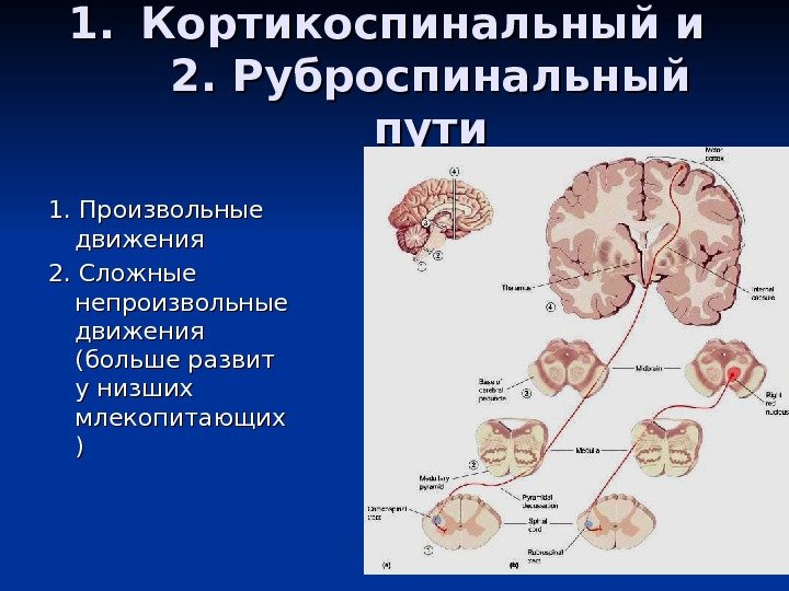 Кортикоспинальный путь схема