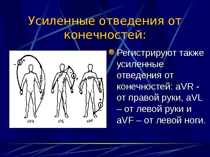   Усиленные отведения от конечностей: Регистрируют также усиленные отведения от конечностей:  a.