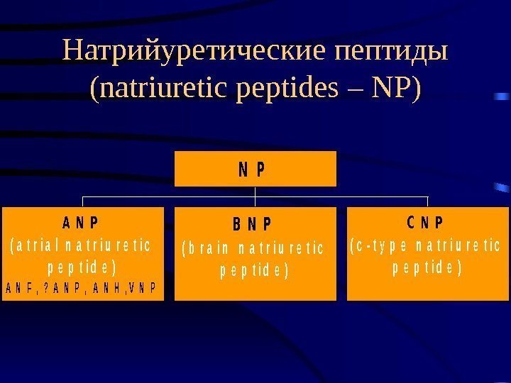   Натрийуретические пептиды (natriuretic peptides – NP)A N P ( a t r