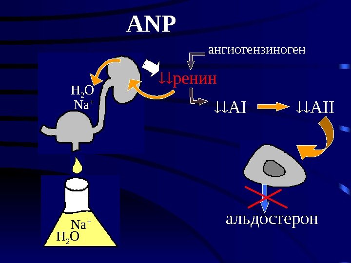   ангиотензиноген. ANP AI AII альдостерон. H 2 O Na + ренин 