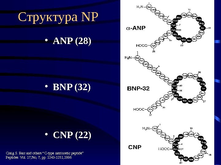   Структура NP • ANP (28 ) • BNP (32) • CNP (22)
