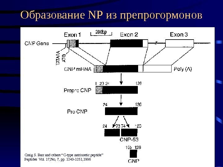   Образование NP из препрогормонов Craig S. Barr and others “C-type natriuretic peptide”