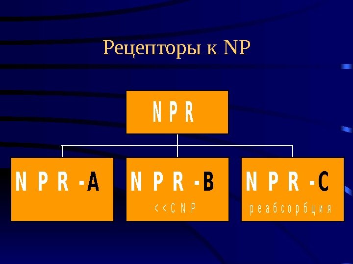   Рецепторы к NPN P R -AN P R -B   C