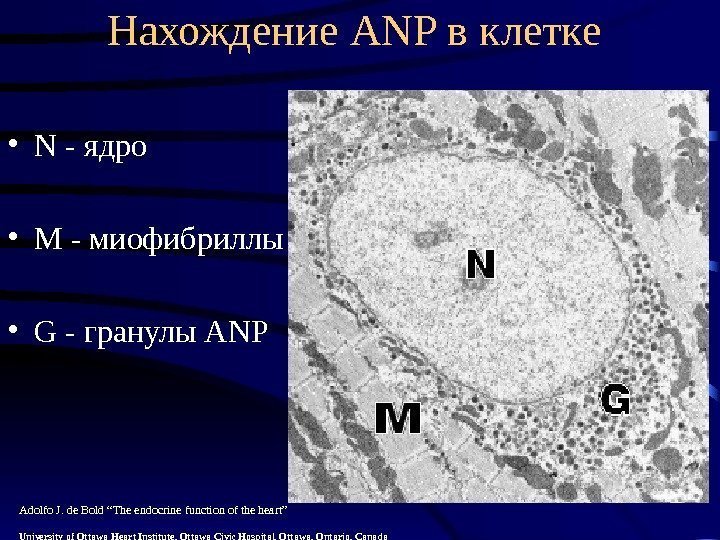   Нахождение ANP в клетке • N - ядро • М - миофибриллы